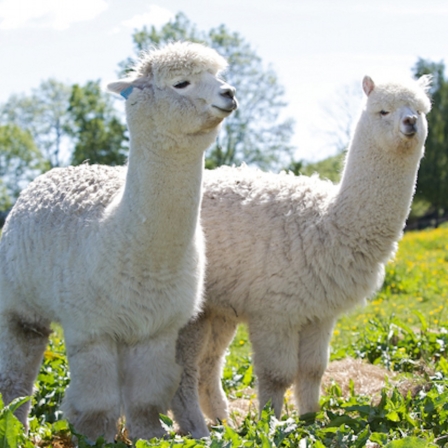 Alpaca therapy, Finnish style