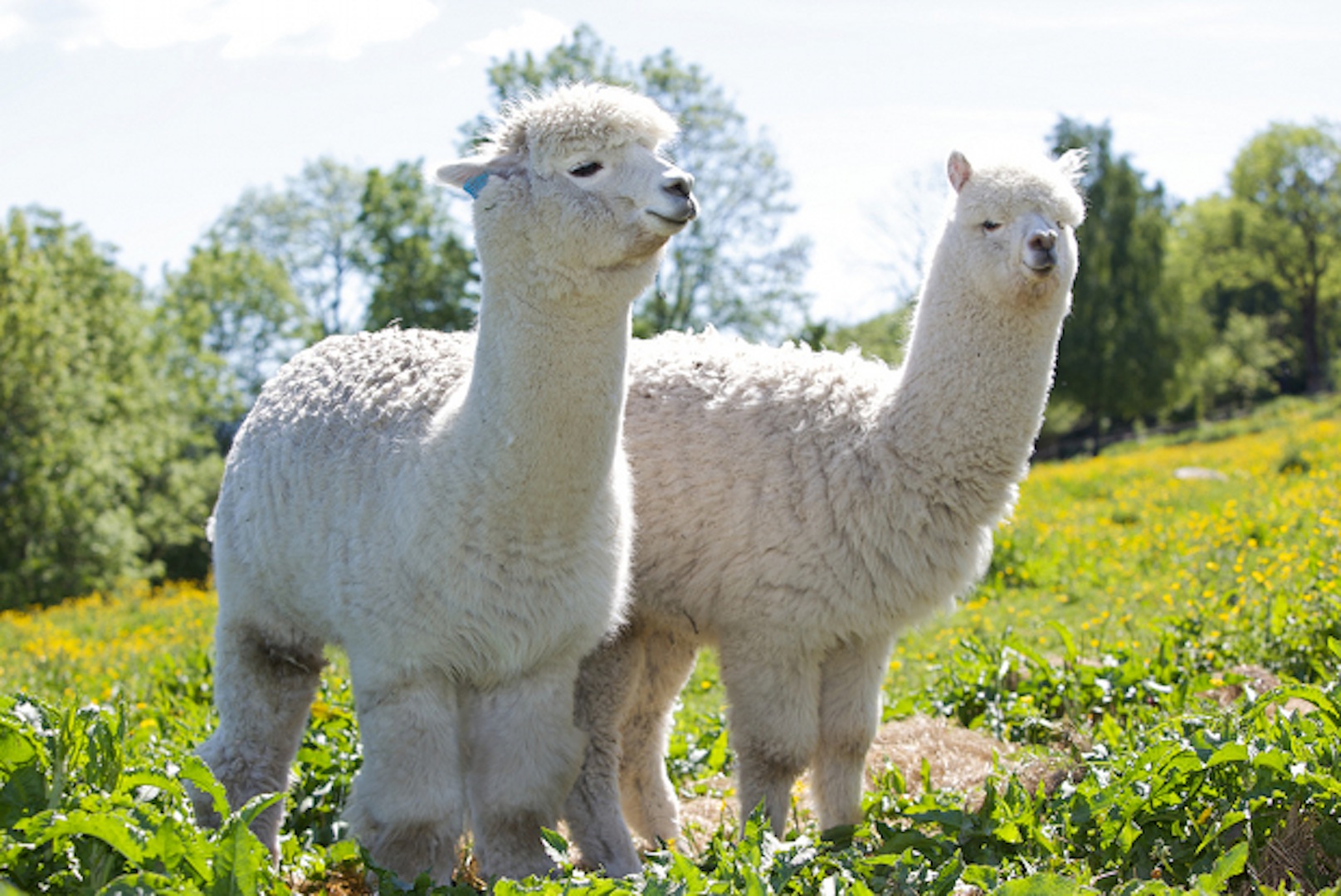 Alpaca therapy, Finnish style