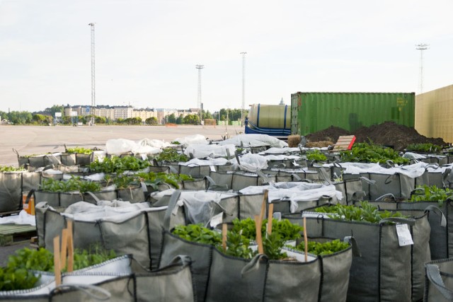 Kasvimaa Helsingin Kalasatamassa