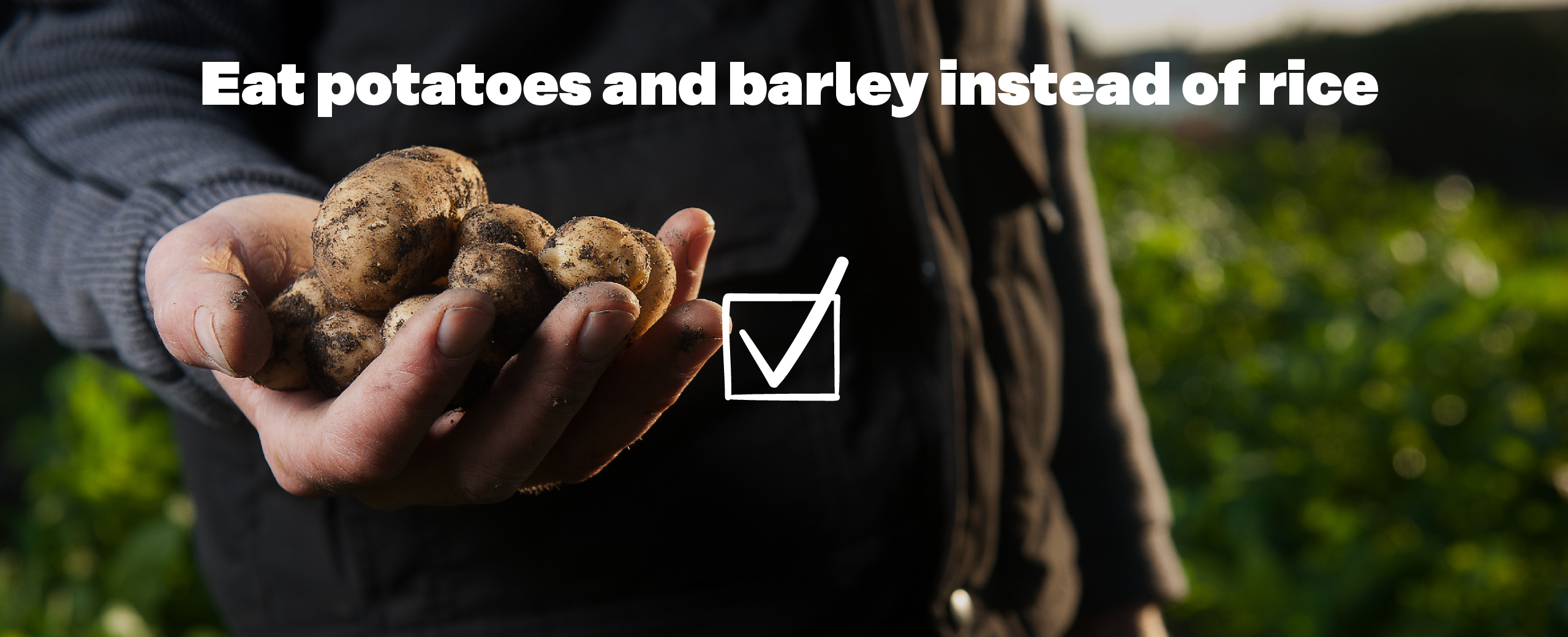 Eat potatoes and barley instead of rice