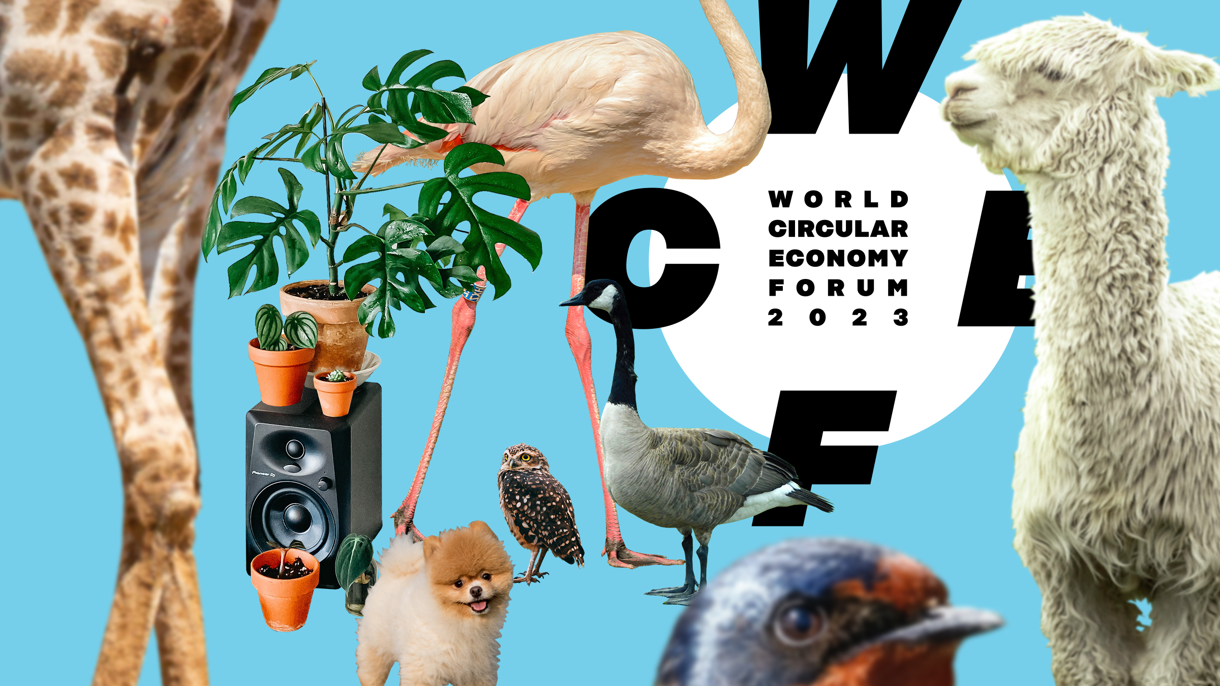 A collage-like illustration of the WCEF2023 logo surrounded by a variety of animals, but also a loudspeaker and houseplants.